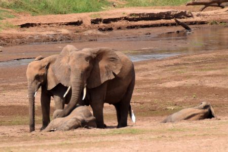 Baby Elephants Napping